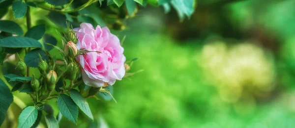 A photo of a beautiful pink rose in the garden.