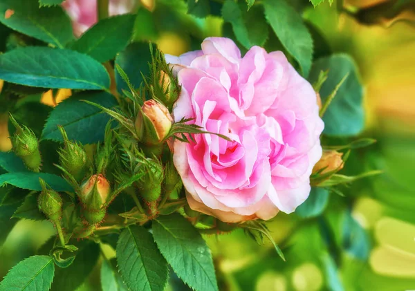 stock image A photo of a beautiful pink rose in the garden.