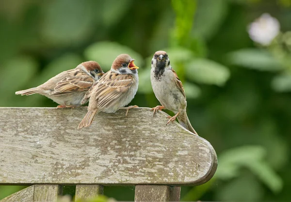 Sparrows Family Small Passerine Birds Passeridae Also Known True Sparrows — Stock Photo, Image