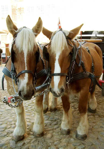 Old City Aarhus Denmark Portrait Two Ponies Bridled Ready Pull — Stock Photo, Image