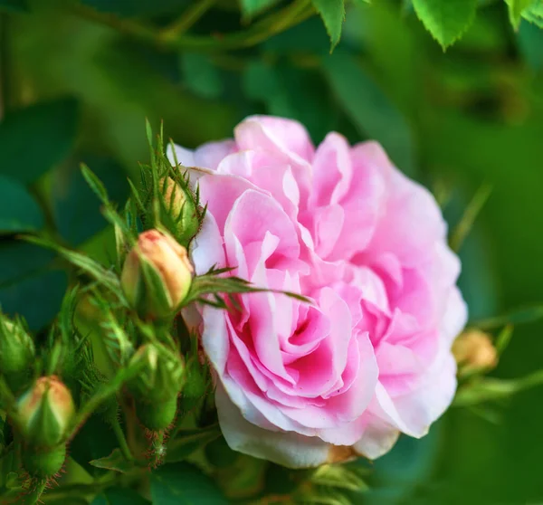 Фото Красивої Рожевої Троянди Саду — стокове фото