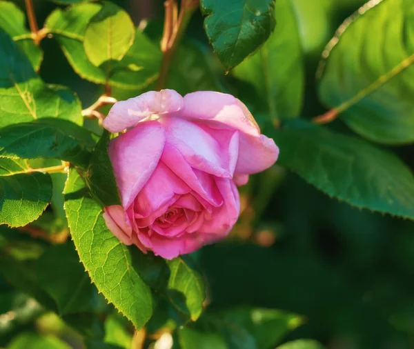 庭に美しいピンクのバラの写真 — ストック写真