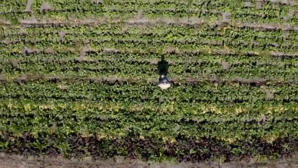 Video Footage Farmer Using Tablet While Working His Farm — Αρχείο Βίντεο