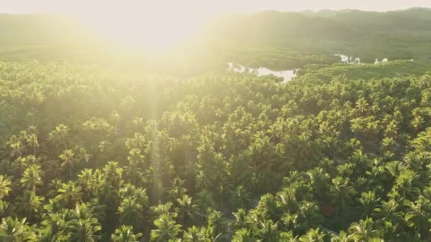 Видеозаписей Блуждающей Реки Окруженной Густым Лесом Вечерние Часы — стоковое видео