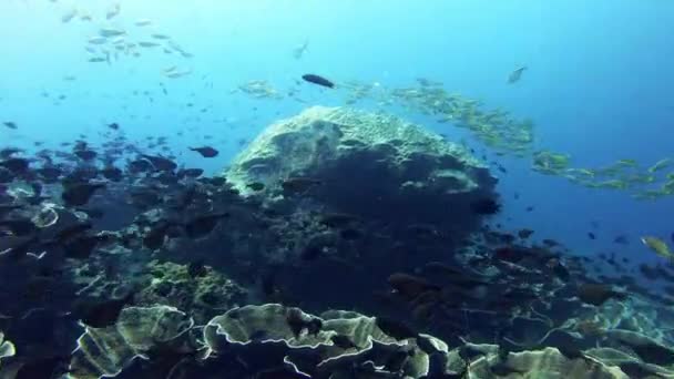 Video Footage Fish Swimming Different Types Coral Reef Ocean — Wideo stockowe
