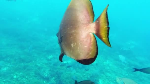 Video Footage Orbicular Batfish Swimming Underwater Raja Ampat Indonesia — Stok Video