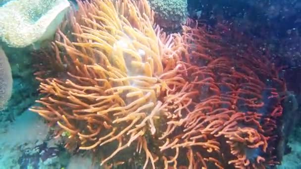 Video Footage Clown Fish Swimming Underwater Amongst Anemone — Wideo stockowe