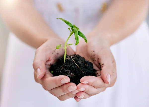 Unrecognizable businessperson standing while holding a plant growing out of dirt in the palm of their hand. One unrecognizable person growing and nurturing a plant growing out of soil in their hand.