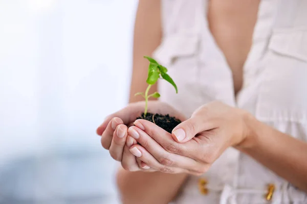 Unrecognizable businessperson holding a plant growing out of dirt in the palm of their hand. One unrecognizable person growing and nurturing a plant growing out of soil in their hand.