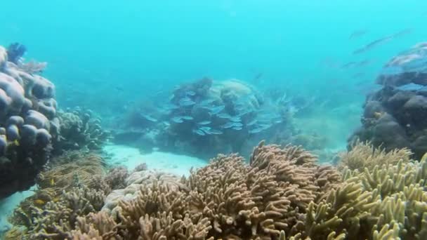 Videomaterial Einer Schule Von Scherenschwanzfüsilieren Die Zwischen Korallenriffen Oder Raja — Stockvideo