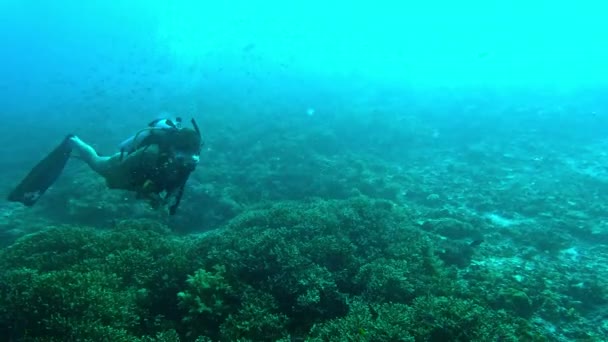 Imágenes Video Una Joven Buceando Océano — Vídeo de stock
