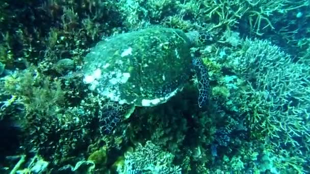 Video Footage Sea Turtle Swimming Ocean Bed — 비디오