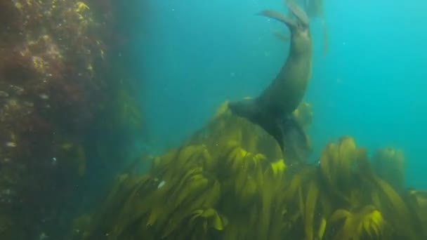 Video Footage Scuba Diver Filming Sea Lion Swimming Underwater Ocean — ストック動画