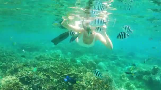 Raja Ampats Mercan Kayalıklarında Şnorkelle Yüzen Çekici Genç Bir Kadının — Stok video