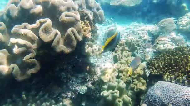 Video Footage Butterflyfish Swimming Underwater Amongst Coral — 비디오