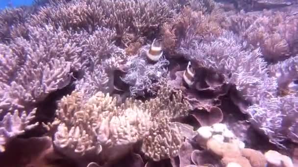 Video Pesci Che Nuotano Nelle Splendide Barriere Coralline Raja Ampat — Video Stock