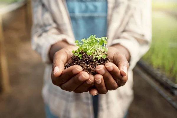 Rolnik Trzymający Ziemię Rosnącą Rośliną Kwitnąca Roślina Rękach Farmera Zbliżenie — Zdjęcie stockowe