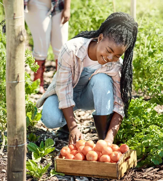 Feliz Agricultor Que Colhe Tomates Orgânicos Jovem Agricultor Colhendo Tomates — Fotografia de Stock