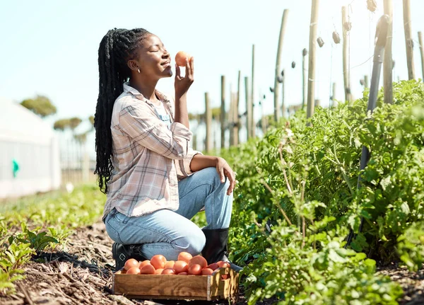 Jungbauer Genießen Den Duft Einer Frischen Tomate Landwirt Erntet Bio — Stockfoto