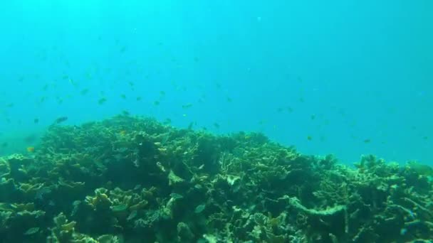 Imagens Vídeo Vida Marinha Subaquática Durante Umas Férias Raja Ampat — Vídeo de Stock