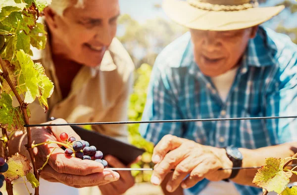 Two Senior Farmers Picking Fresh Red Grapes Plant Vineyard While — Stock fotografie