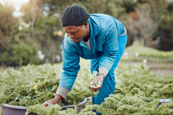 Handsome Young Farmer Standing Alone Harvesting Kale — Stockfoto