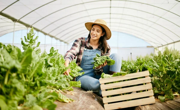Молода Жінка Збирає Врожай Своїй Фермі — стокове фото