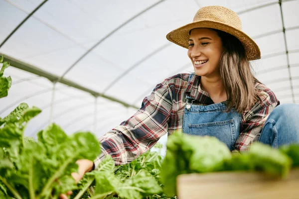Young Woman Harvesting Crops Her Farm — Stock Fotó