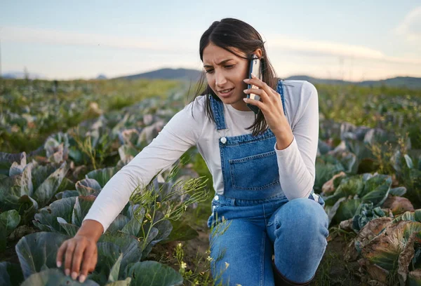 Woman Farmer Talking Her Smartphone While Sitting Cabbage Field Young — Fotografia de Stock