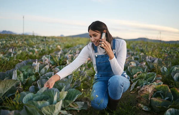 Woman farmer talking on her smartphone while sitting in a cabbage field. Young brunette female using her mobile device on an organic vegetable farm.