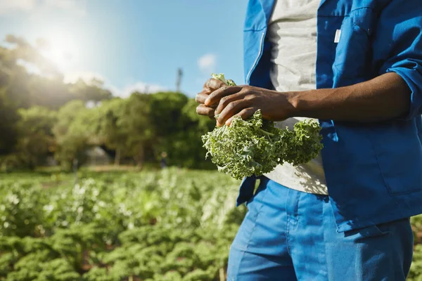 Unrecognizable Male Farm Worker Tending Crops — стоковое фото