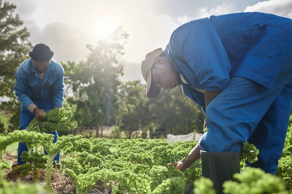 Two Male Farm Workers Tending Crops — ストック写真