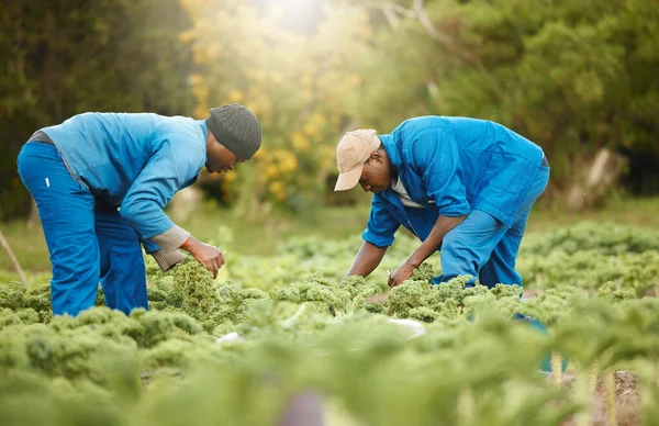 Full Length Shot Two Male Farm Workers Tending Crops — Stockfoto