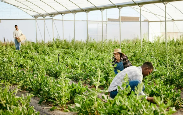 a group of farmers working together in their greenhouse.