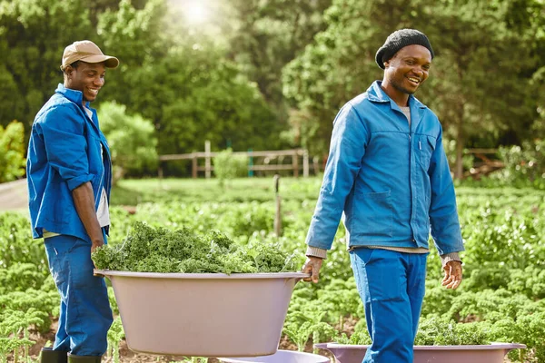 Two Male Farm Workers Tending Crops — Stockfoto