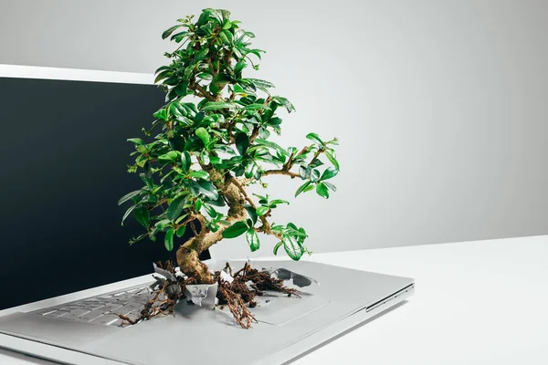 Bonsai tree growing out from a laptop in studio against a grey background.
