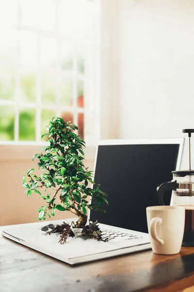 Bonsai Tree Growing Out Laptop Studio Grey Background — Stock Photo, Image