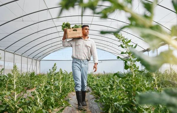 Young Man Holding Crate Fresh Produce While Working Greenhouse Farm — Stock fotografie