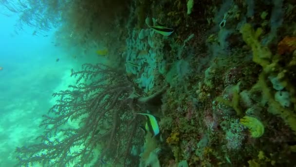 Video Footage Moorish Idol Fishes Swimming Coral Reefs Raja Ampat — стоковое видео