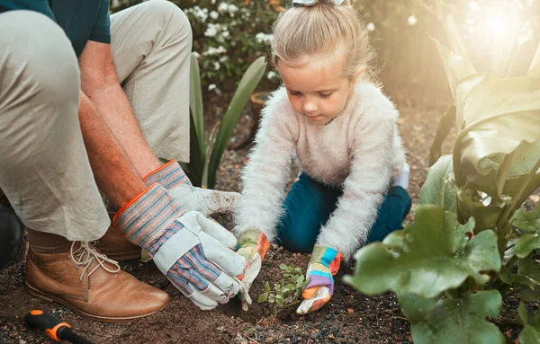 Чарівна Маленька Дівчинка Садівництва Своїм Дідом — стокове фото