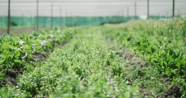 Video Footage Fresh Crops Greenhouse Farm — kuvapankkivideo