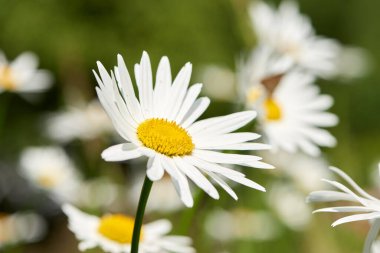 Beautiful vibrant daisies growing in a backyard or park in spring season. One white daisy Marguerite flower with sunlight in a garden. Closeup details of pretty bright flower petal outdoor in summer