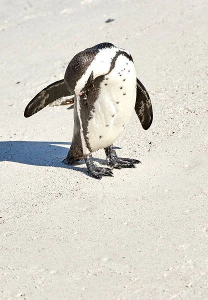 Black Footed African Penguin Scratching Cleaning Self Grooming Sand Beach — 스톡 사진