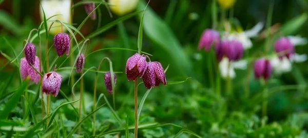 Kolorowe Purpurowe Kwiaty Rosnące Ogrodzie Zbliżenie Pięknej Fritillaria Biflora Znany — Zdjęcie stockowe