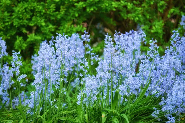 Blue Flora Blooming Lush Grassy Meadow Bluebell Scilla Siberica Flowers —  Fotos de Stock