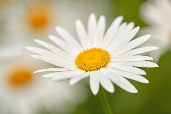One White Daisy Marguerite Flower Growing Garden Closeup Details Pretty — Stock Photo, Image