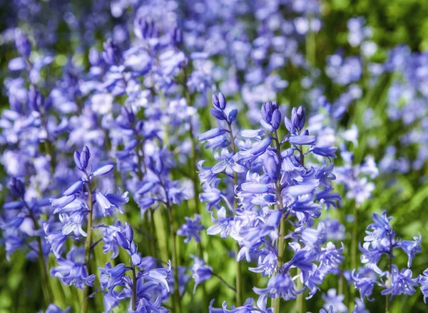 Field Bluebell Flowers Blooming Outdoors Park Spring Day Beautiful Vibrant —  Fotos de Stock