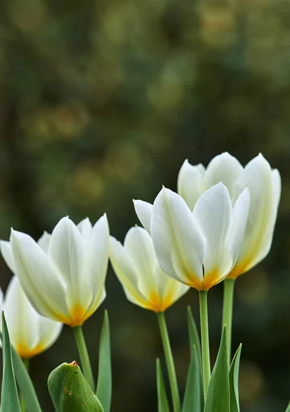 White Yellow Tulips Growing Lush Garden Home Pretty Flora Vibrant — стоковое фото
