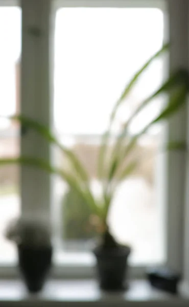 Старе Вікно Деактивована Свіжа Рослина Вікні Копіювальним Простором Красиві Квіти — стокове фото