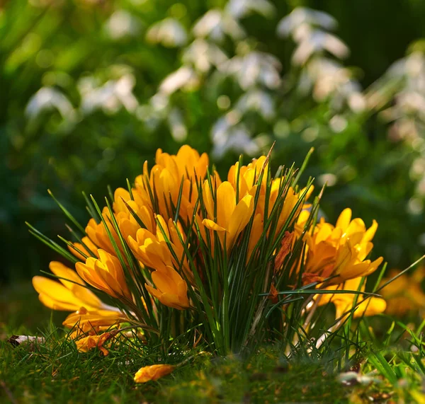 Helle Krokusblüten Die Einem Frühlingstag Einem Üppigen Garten Wachsen Leuchtend — Stockfoto